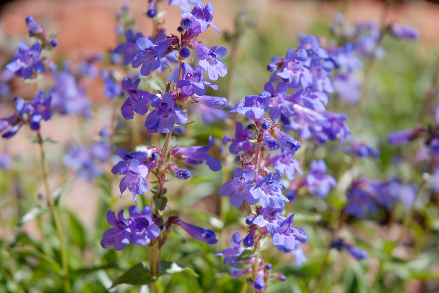 Blue Mist Penstemon